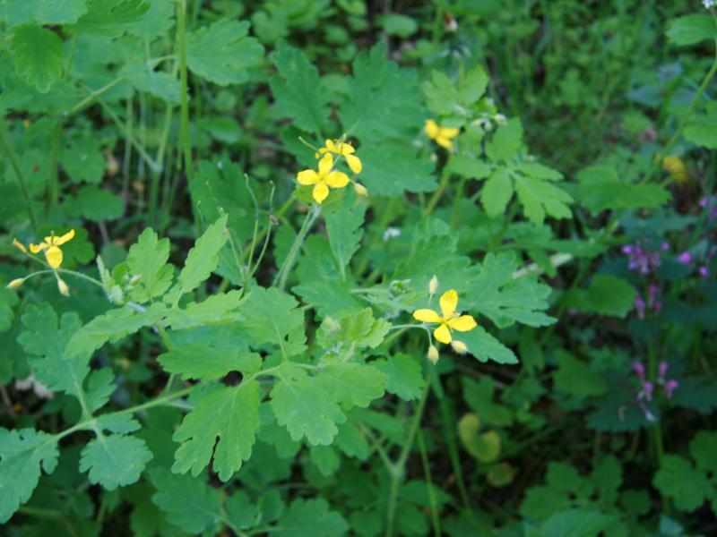 Kräuterwanderung 2008-13