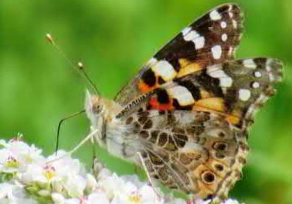 Schmetterling &copy Foto: Ralf Bertram