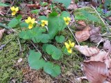 Exkursion 2012-09: Zweiblütiges Veilchen im Eistobel