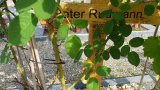 Bild Nr. 158 (20250718_094055)