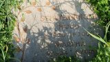 Bild Nr. 332 (20250719_093754)