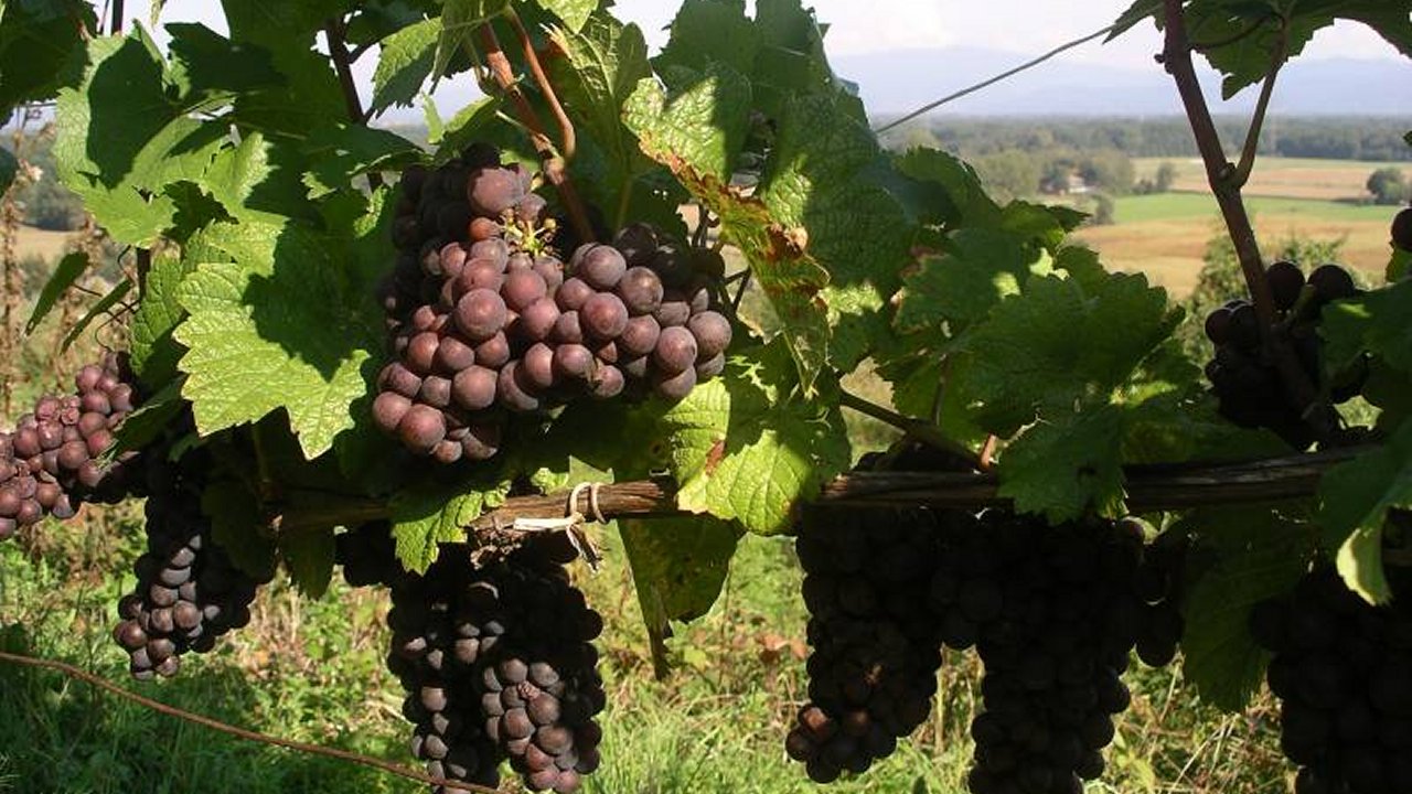 Weiter zu Weinbau