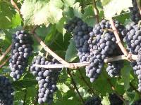 Weintrauben blauer Spätburgunder
