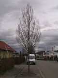 Steinacker 2007-17