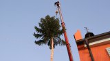 BM Baum stellen 2022-17