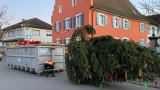 BM Baum stellen 2022-21