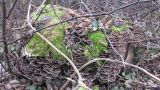 Burgunderpfad im Mooswald 2013-03