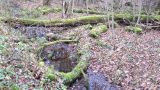 Burgunderpfad im Mooswald 2013-04