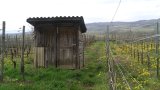 Rebhisli Nr. 11