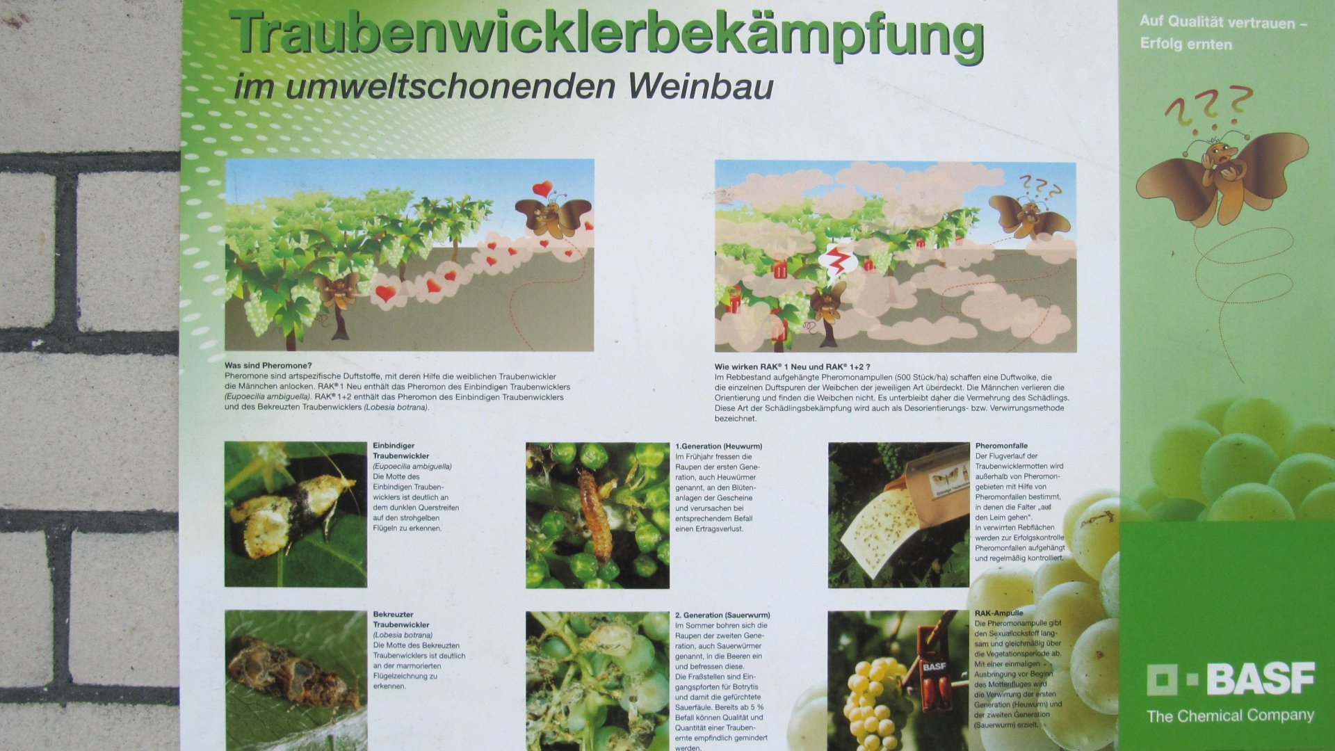 Verwirrmethode im Weinberg