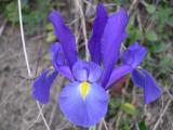 Weinberge macro_blume